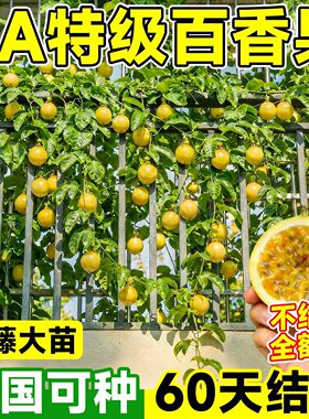24h顺丰上门-百香果树苗不活包赔