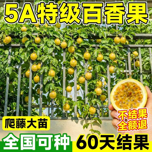 24h顺丰上门-百香果树苗不活包赔