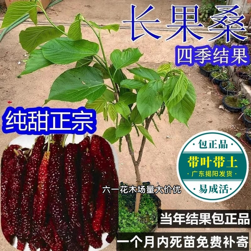 正宗四季台湾长果桑苗无籽黑桑