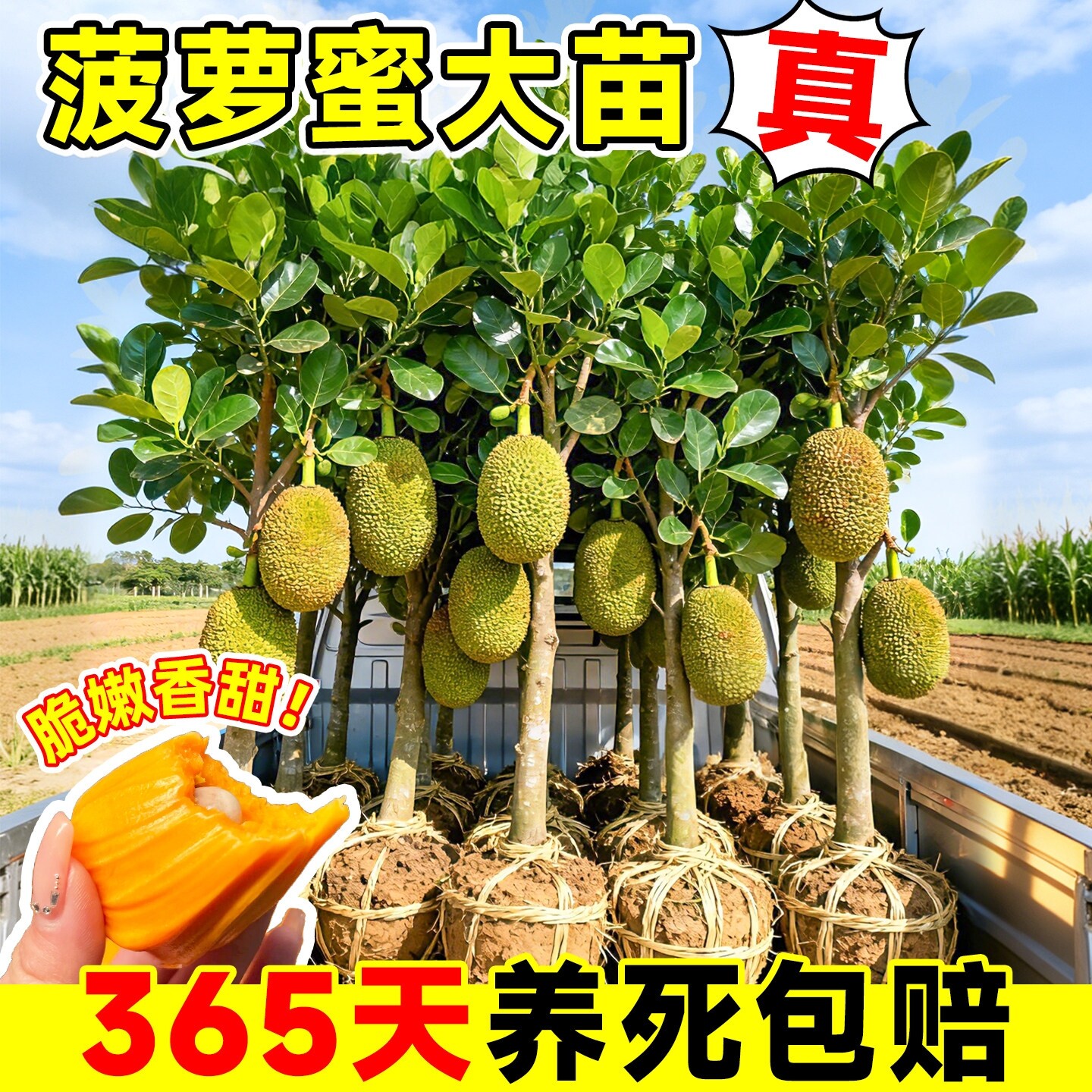 菠萝蜜嫁接树苗果当年结耐图片