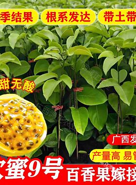 纯甜钦蜜9号黄金百香果树果苗嫁接苗带土带叶爬藤庭院阳台盆栽
