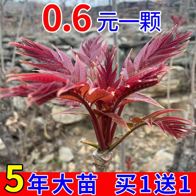 香椿苗树正宗红油香椿树苖食用春芽小苗矮化地栽盆栽四季种植