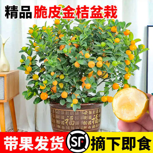 脆皮金桔树盆栽苗可食用带