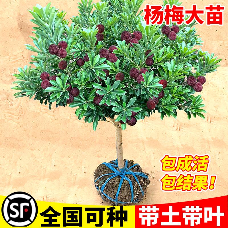 东魁杨梅树树苗正宗嫁接黑炭杨梅树树苗南北方种植盆地栽当年结果