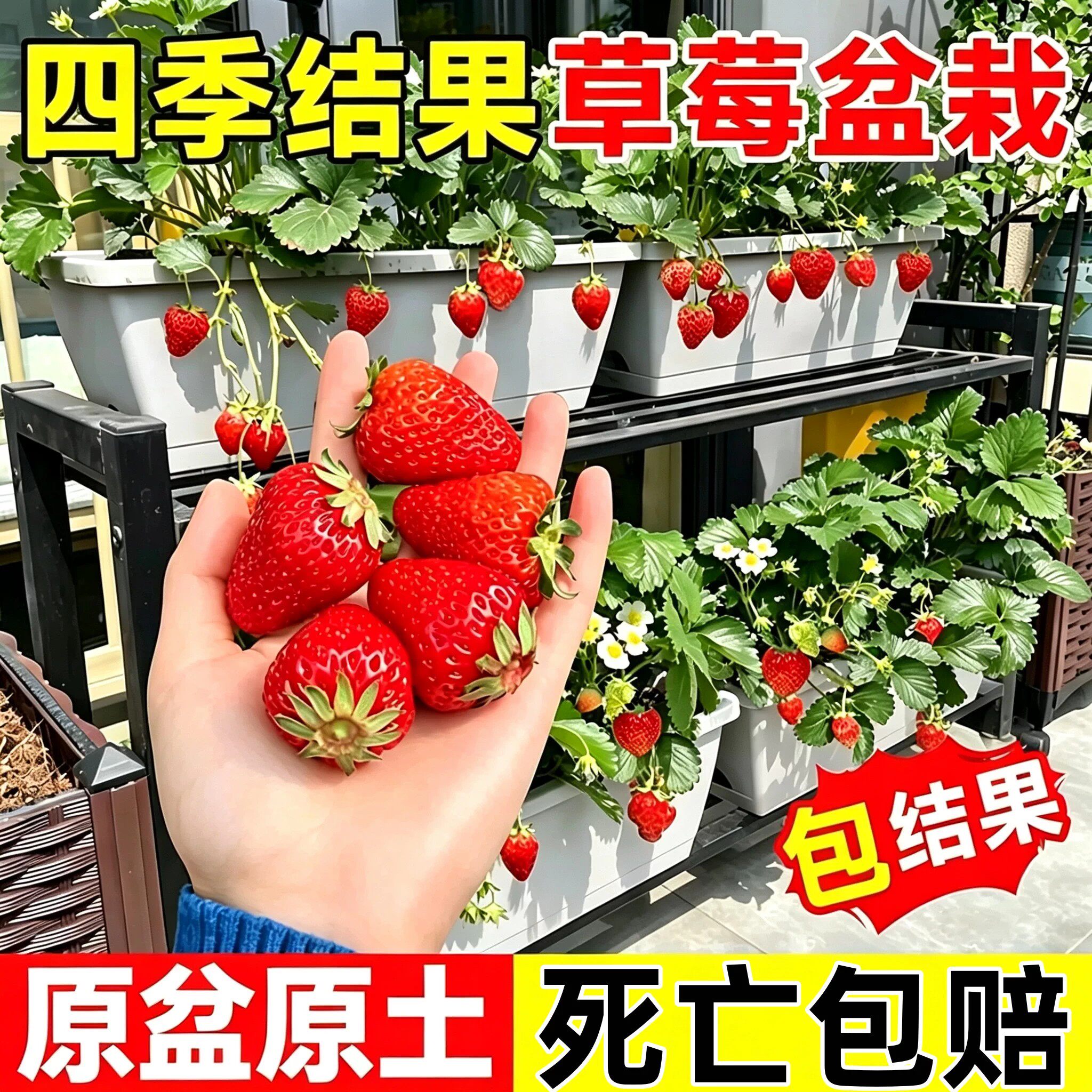四季奶油草莓苗带土穴盘苗当年结果新鲜草莓秧苗阳台种植结果天使