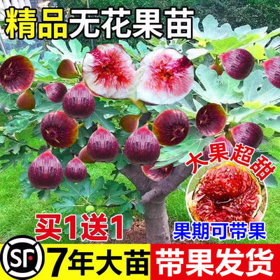 无花果树苗特大盆栽南方北