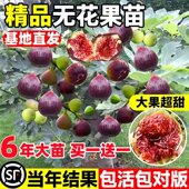 无花果树果苗盆栽地栽波姬红南方北方种植特大当年结果无花果树苗