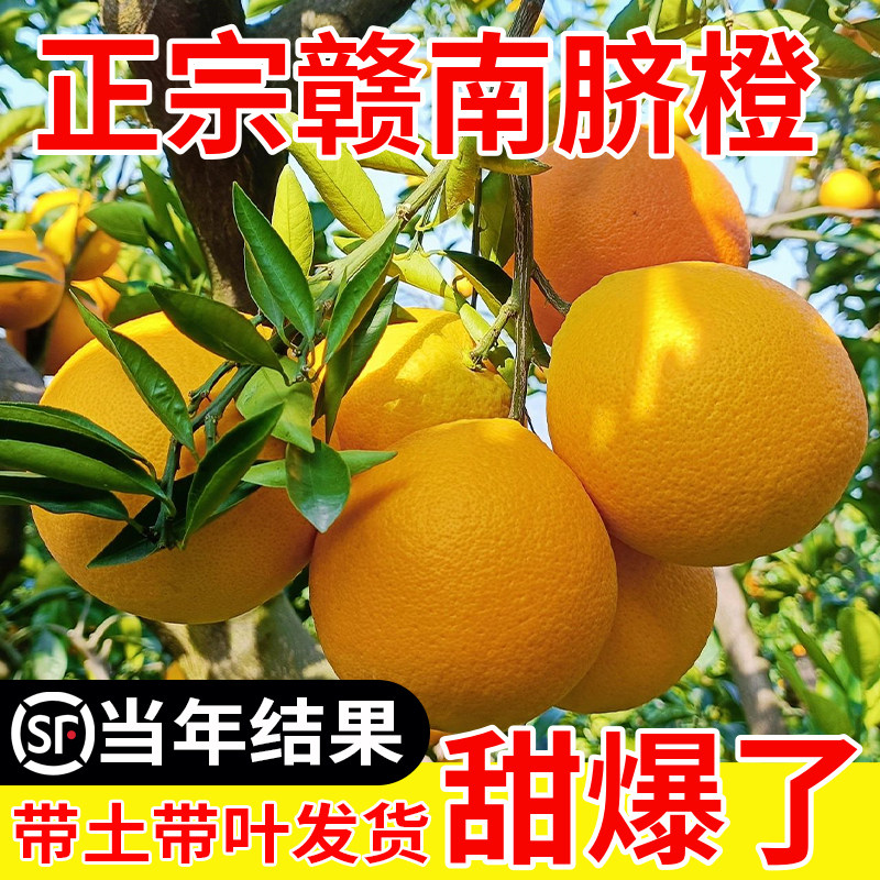 江西赣南脐橙苗嫁接纽荷尔脐橙苗血橙南方北方种植果树苗橙子树苗
