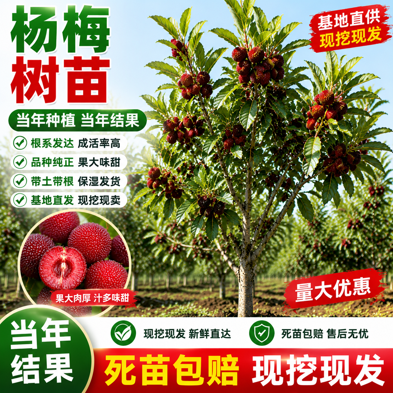 仙居东魁杨梅树树苗南方嫁接水晶水果树果苗早熟特大东槐当年爆果