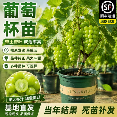 葡萄苗盆栽带土当年结果
