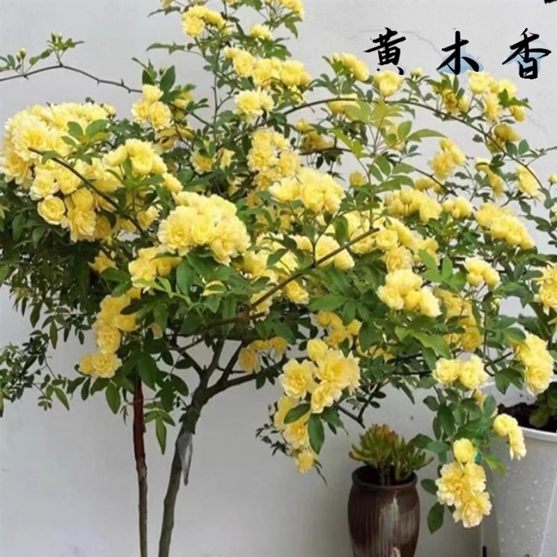 黄木香花花苗爬藤植物开花庭院树苗白色老桩四季红木香花四季盆栽图片