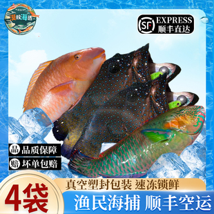 西沙海捕速冻锁鲜蓝点星斑鹦嘴青衣鱼三沙红组合渔民手钓捕捞海鲜