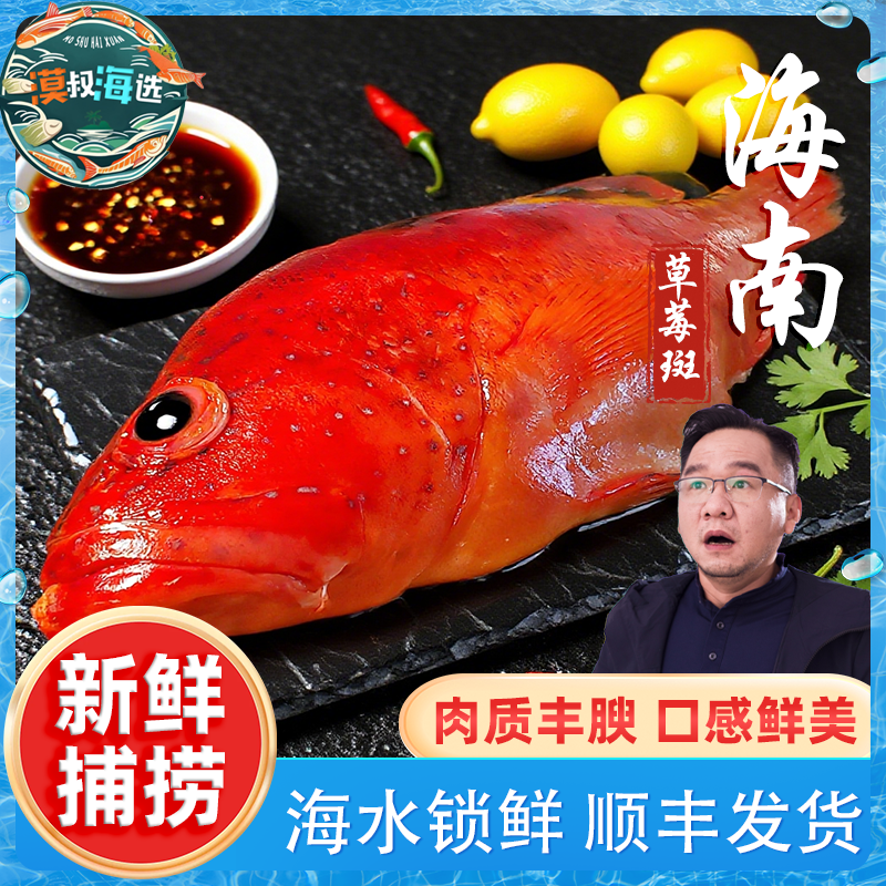 海南西沙渔民海捕海钓草莓斑