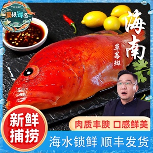 南海海鱼草莓斑鲜活速冻锁鲜新鲜捕捞海鲜顺丰包邮