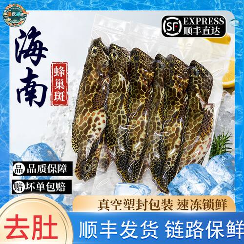 西沙海钓蜂巢斑海钓鱼
