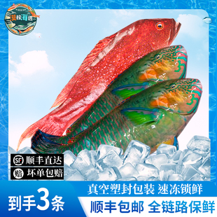 【漠叔专属】海捕海鱼速冻锁鲜鹦嘴青衣鱼燕尾东星斑渔民手钓捕捞