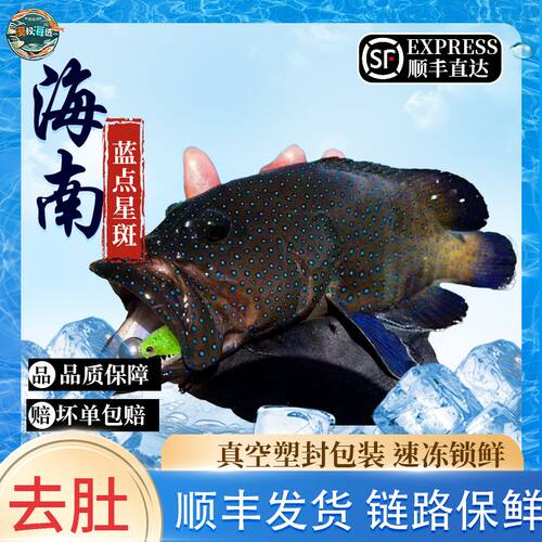 西沙群岛三沙渔民海捕鲜速冻锁鲜蓝点星斑清蒸香煎石斑鱼