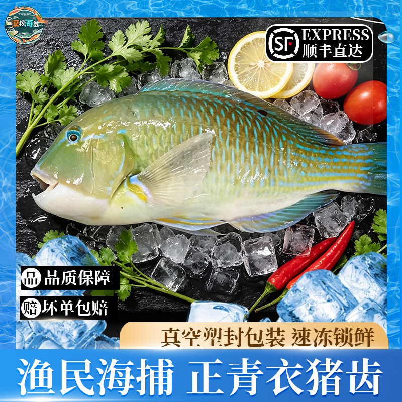 海南猪齿鱼速冻锁鲜海鲜清蒸红烧香煎渔民海捕海鱼颜色随机发