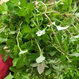 蚂蚁菜野菜新鲜野菜根毛菜根蔬菜沾水烧鱼野菜鱼香菜好种蔬菜绿植