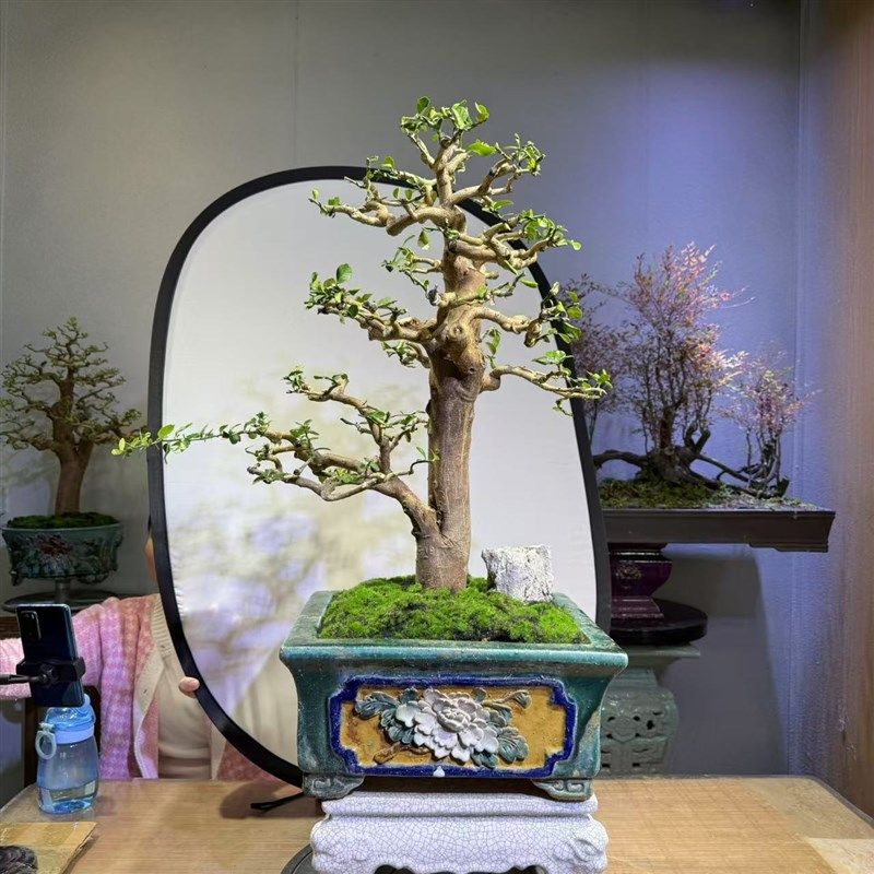 年功老桩山桔东风桔造型盆景办公室阳台客厅绿植,鲜花速递/花卉仿真/绿植园艺,造型盆景,淘宝优惠券,粉丝福利购,淘宝优惠卷