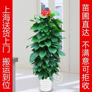 大绿萝盆栽室内绿箩客厅花卉净化空气吸甲醛 办公室绿植大型植物