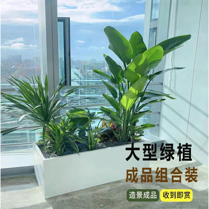 大型绿植成品组合盆栽室内外绿植客厅屏风隔断阳台庭院造景绿植图片