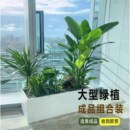 大型绿植成品组合盆栽室内外绿植客厅屏风隔断阳台庭院造景绿植