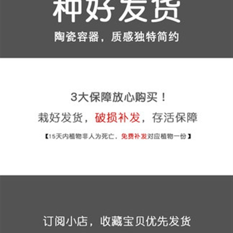 六月雪盆景室内盆栽植物悬崖式造型老桩办公室客厅茶室摆件绿植