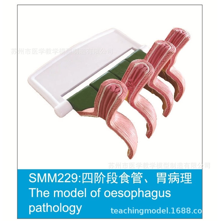 SMM系列促销模型,文具电教/文化用品/商务用品,教学标本/模型,淘宝优惠券,粉丝福利购,淘宝优惠卷