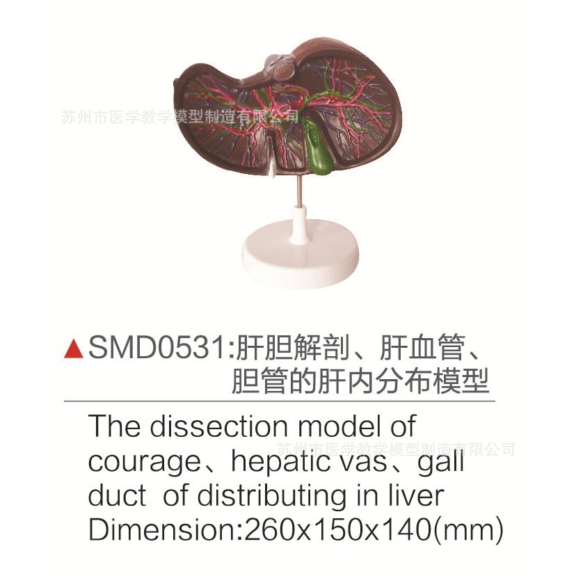 SMD0531肝胆解剖、肝血管、胆管的肝内分布模型,文具电教/文化用品/商务用品,教学标本/模型,淘宝优惠券,粉丝福利购,淘宝优惠卷