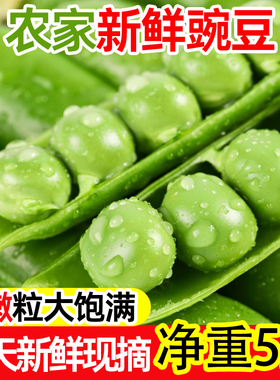 云南新鲜豌豆带壳当季现摘农家嫩豌豆米青豆露天种植大颗粒饱满