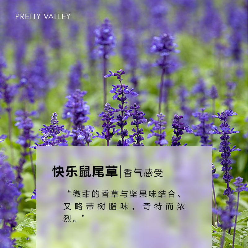 快乐鼠尾草精油面部护肤身体按