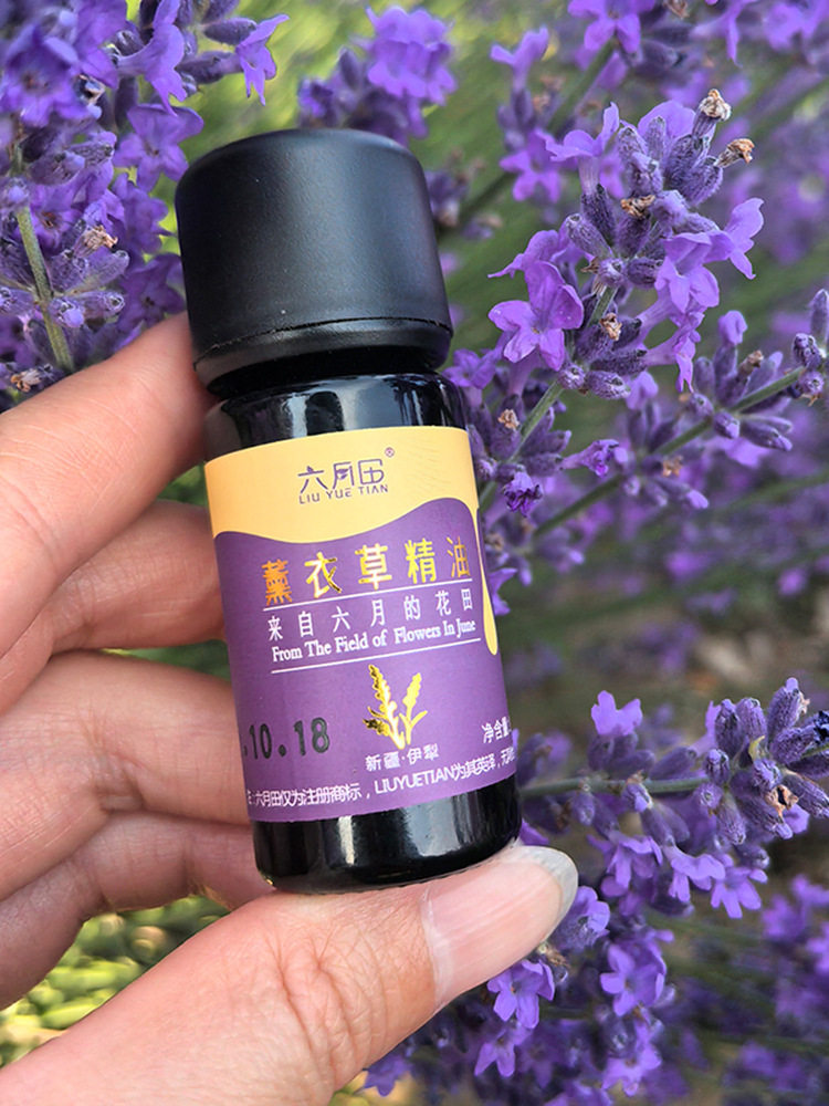 新疆伊犁薰衣草产地鲜花提炼薰衣