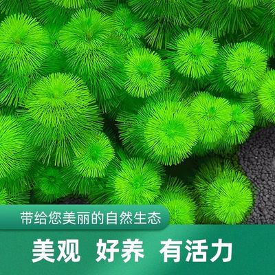 绿菊净水水草鱼缸植物新手叶绿孔雀鱼适合热带鱼适合精品水草