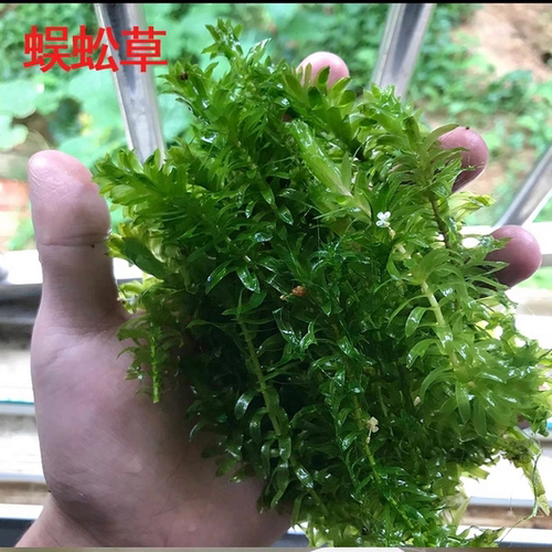蜈蚣草水草植物养龟鱼缸造景鱼草缸净水绿植新手养鱼绿菊后景草