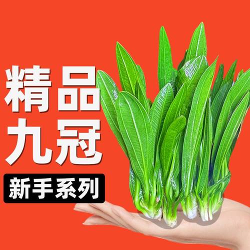 皇冠水草迷你九冠大叶绿九冠鱼缸水草植物阴性新手懒人造景真草