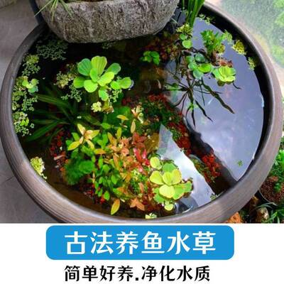 古法养鱼鱼缸全套红丁香南极杉绿九冠小水兰懒人水草浮萍造景套餐