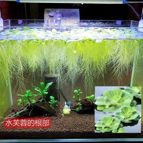 水芙蓉苗水浮萍水培植物水养草养鱼养虾鱼缸池塘造景水草净化水质