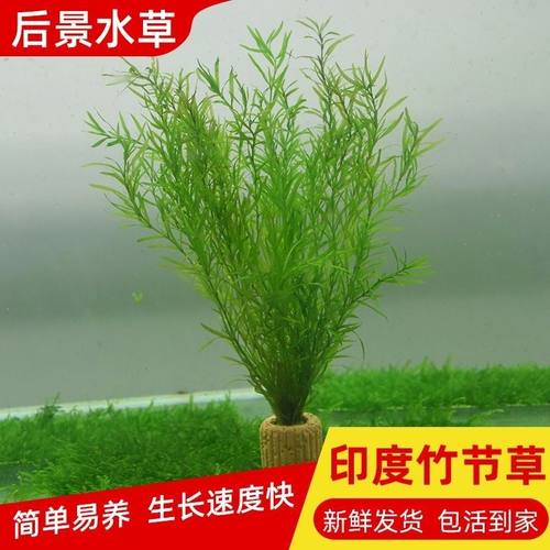 植物印度竹节懒人好养新手耐活阴性水草鱼缸造景增化水质四季