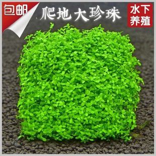 前景爬地矮珍珠水下叶鱼缸造景草缸水草懒人活体阴性增氧淡水植物