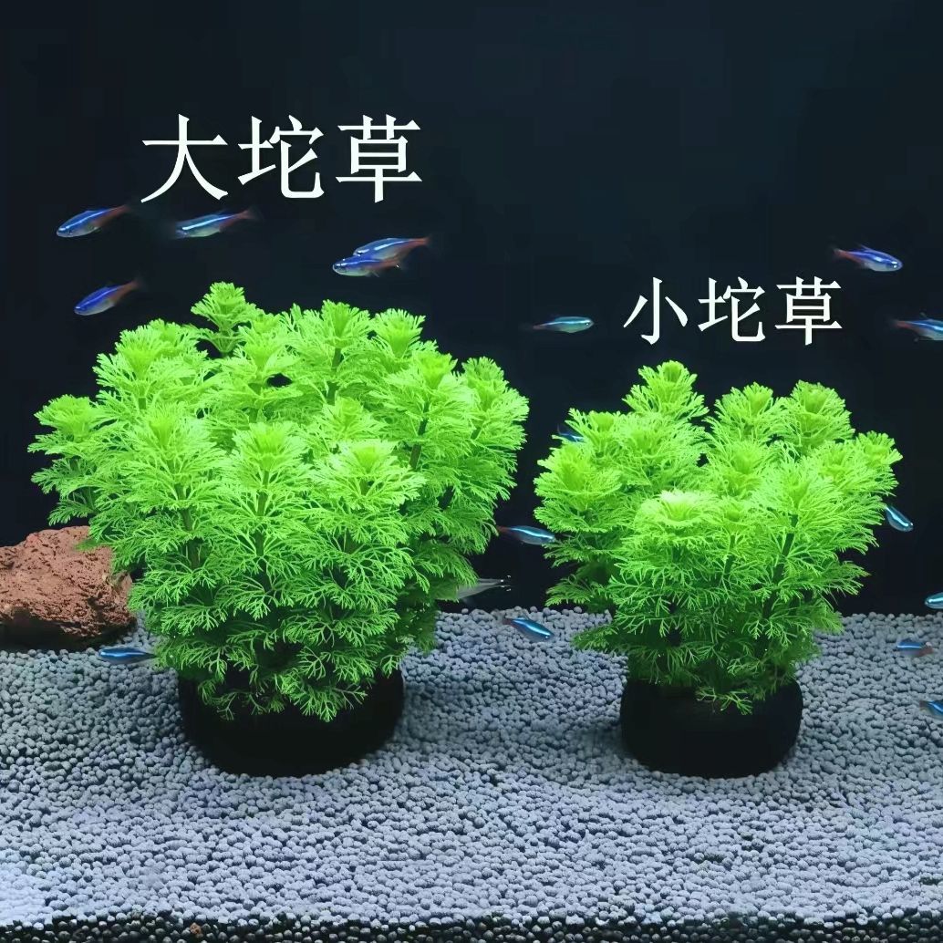小宝塔坨草火焰丁香黄金柳后景植物水草阴性鱼缸懒人新手造景好养