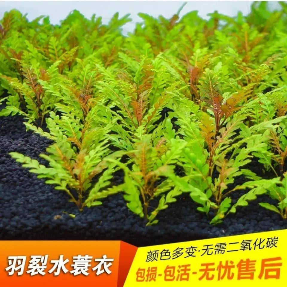 鱼缸造景中后景草淡水植物活羽裂水蓑衣雨裂草雨蝶前草阴性有茎类