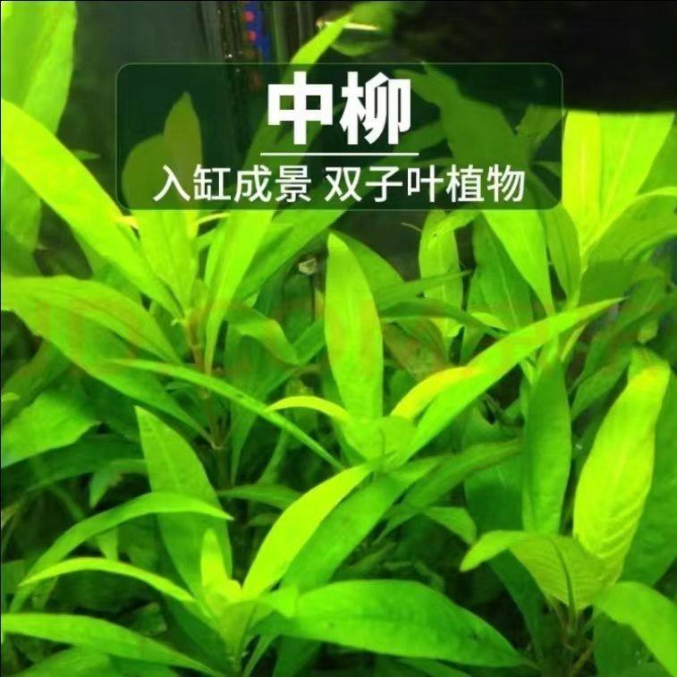水草鱼缸中柳陀草真草草缸淡水植物阴性懒人造景中柳翠柳水草