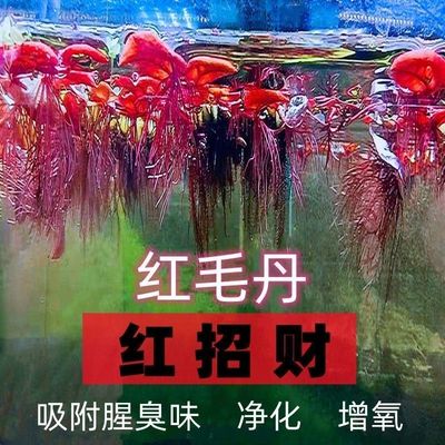 红招财红毛丹金钱兜水浮莲水草水生植物鱼缸养殖净化水质水培水草