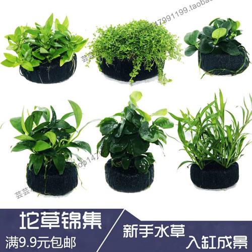 鱼缸水族箱造景装饰活体真水草 懒人水草爬地矮珍珠牛毛水榕 坨草