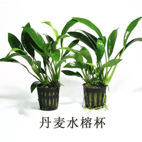 丹麦榕真草鱼缸造景阴性水草尖叶榕懒人新手沉木水榕水草大全