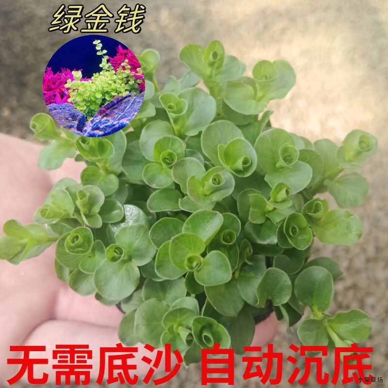 绿金钱中后景净化水质自动沉底懒人增水植物造景坨草真水草