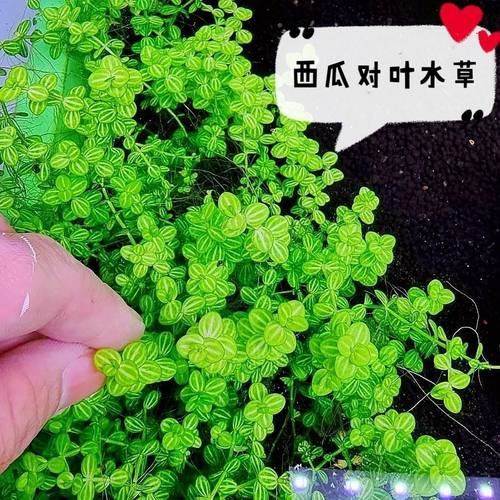 西瓜对叶无菌杯水草中后景懒人活体阴性新手鱼缸造景淡水