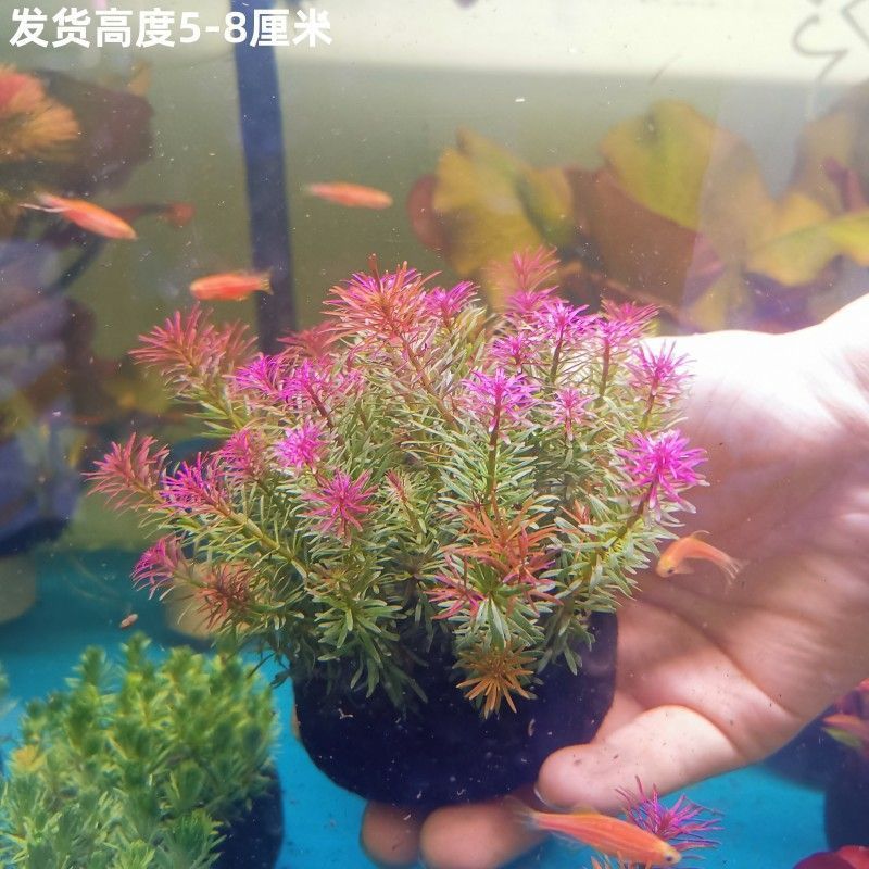 净化水质水下叶小坨坨草新手懒人淡水增氧中后景造景水草自动沉底