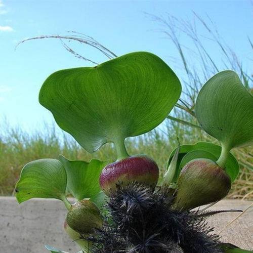 水葫芦鱼缸浮萍可防止减少斗鱼跳缸净化水质水族箱耐寒造景水草